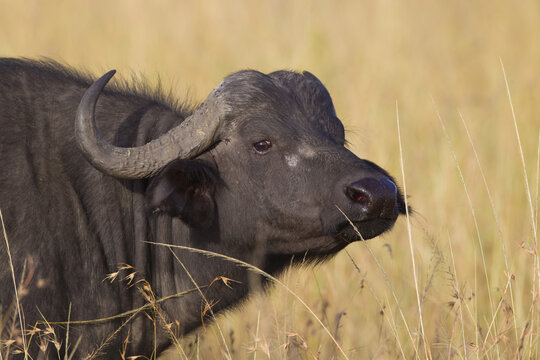 African buffalo (Syncerus caffer) in savanna, Maasai Mara National Reserve, Kenya, Africa.