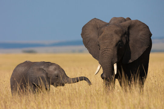African Bush Elephant (Loxodonta africana) Mother with Calf, Maasai Mara National Reserve, Kenya, Africa