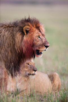 African lions (Panthera leo) after feeding, Maasai Mara National Reserve, Kenya