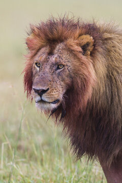 Male lion (Panthera leo) with blood on his head and mane after feeding, Maasai Mara National Reserve, Kenya