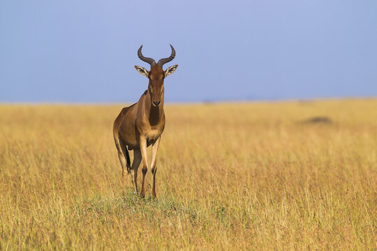 Coke's Hartebeest (Alcelaphus buselaphus cokii), Maasai Mara National Reserve, Kenya, Africa