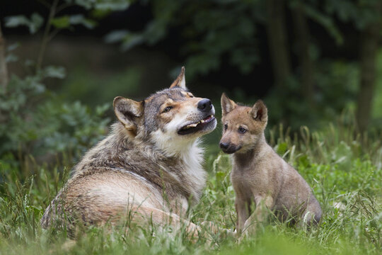 Eastern Wolf (Canis lupus lycaon) Pup Begging for Food, Game Reserve, Bavaria, Germany