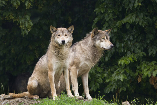 Eastern Wolves (Canis lupus lycaon) in Game Reserve, Bavaria, Germany