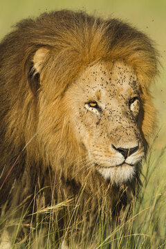 Portrait of Male Lion (Panthera leo) Walking in Tall Grass, Maasai Mara National Reserve, Kenya, Africa