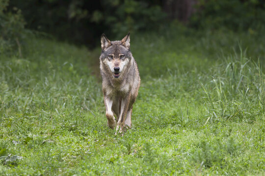 European gray wolf, Canis lupus lupus, Germany
