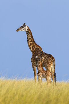 Masai Giraffe (Giraffa camelopardalis tippelskirchi), Mother with Calf, Maasai Mara National Reserve, Kenya, Africa