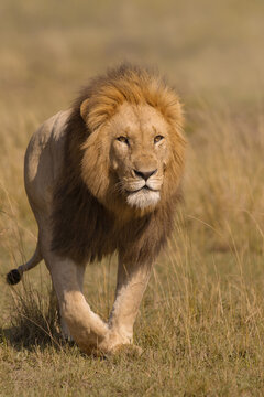 Portrait of Male Lion (Panthera leo) Walking in Grass, Maasai Mara National Reserve, Kenya, Africa