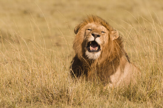 Male African Lion (Panthera leo) in Tall Grass, Maasai Mara National Reserve, Kenya, Africa