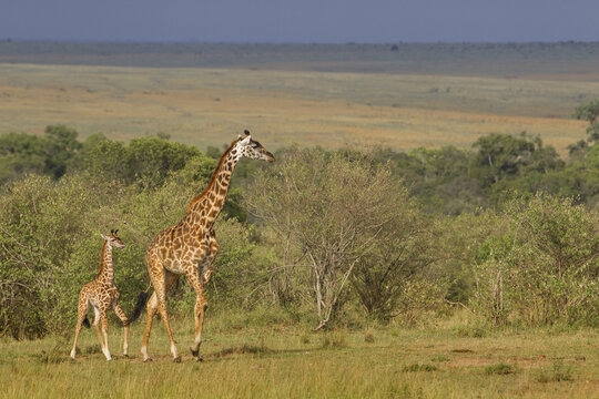 Masai Giraffe (Giraffa camelopardalis tippelskirchi), Mother with Calf, Maasai Mara National Reserve, Kenya, Africa