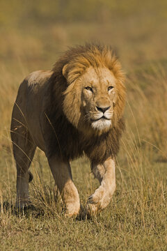 Male Lion (Panthera leo) Stalking, Masai Mara National Reserve, Kenya