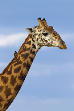 Portrait of Masai Giraffe (Giraffa camelopardalis tippelskirchi), Masai Mara National Reserve, Kenya