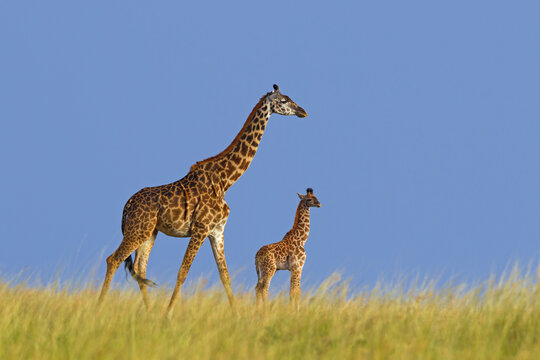Masai Giraffe (Giraffa camelopardalis tippelskirchi), Mother with Calf, Masai Mara National Reserve, Kenya