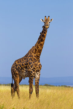 Masai Giraffe (Giraffa camelopardalis tippelskirchi), Masai Mara National Reserve, Kenya
