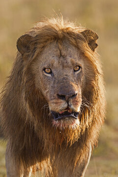 Portrait of Male Lion (Panthera leo) after Feeding, Masai Mara National Reserve, Kenya