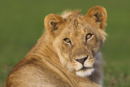 Portrait of Young Male Lion (Panthera leo), Maasai Mara National Reserve, Kenya, Africa