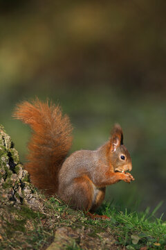 European Red Squirrel (Sciurus vulgaris) with Hazelnut, Germany