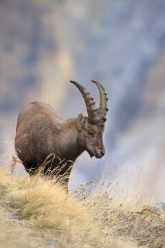Alpine Ibex (Capra ibex), Gran Paradiso National Park, Italy