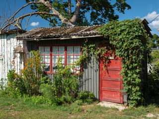 Fototapeta na wymiar Old small wooden house with red door overgrown with ivy in a beautiful garden on a sunny summer day.