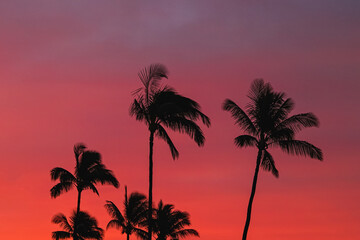 Fototapeta na wymiar Silhouettes of tropic palms against the sky on sunset