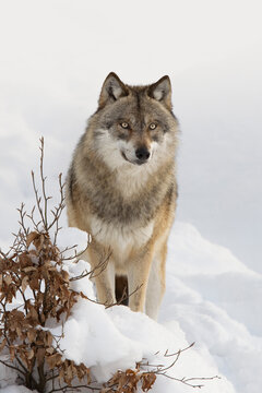 Close-up portrait of Wolf (Canis lupus) in winter, Bavarian Forest National Park, Bavaria, Germany