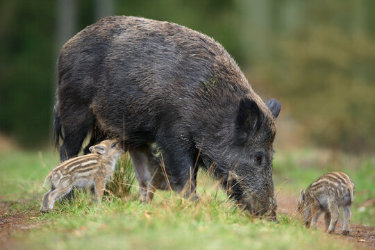 Close-up of Wild Boars (Sus scrofa), Mother with Young, Germany
