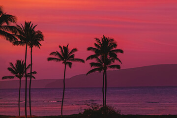 Fototapeta premium Silhouettes of tropic palms against the sky on sunset or sunrise