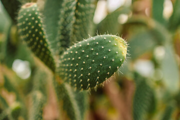 Beautiful big cactus growing in sand botanical greenhouse
