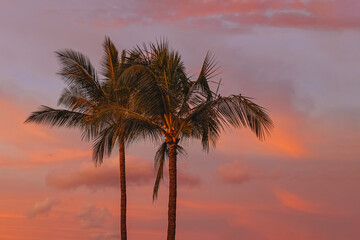 Two tropic palms against the sky on sunrise