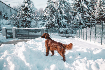 Cute and funny Irish Setter dog playing and jumping in the snow. Happy dog having fun with...