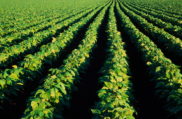 Market Garden, String Beans