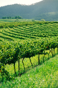 Vineyard, Grape Vines
