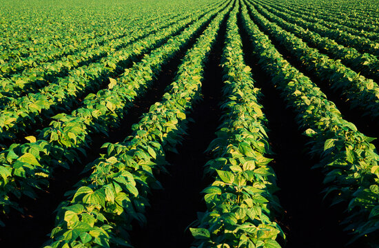 Market Garden, String Beans