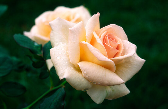 Apricot Nectar Rose, Close-up