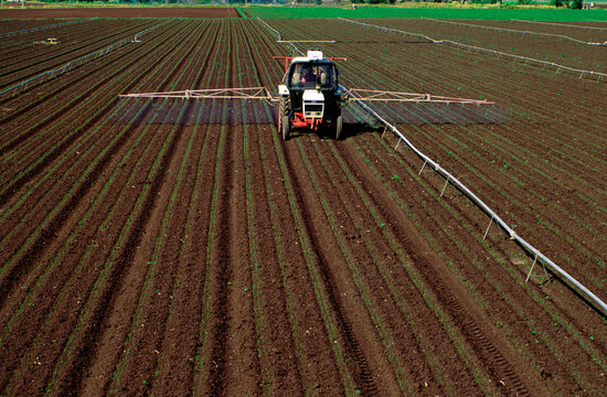 Spraying String Bean Crop