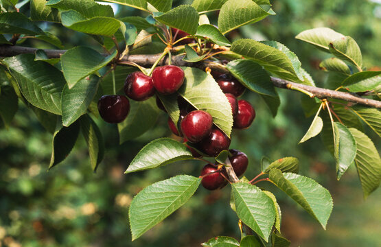 Cherry Orchard, Cherries Growing on Tree