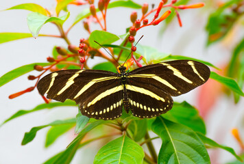 zebra longwing or zebra heliconian - Heliconius charithonia - state butterfly of Florida, black with yellow stripes on Florida native Firebush - Hamelia patens