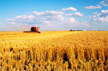 Wheat Harvesting, Australia