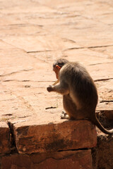 A Monkey is Eating Ice Cream, Badami