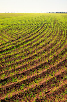 Wheat Crop Sprouting, Australia