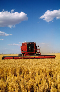 Wheat Harvesting, Australia