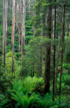 Temperate Rainforest, Australia