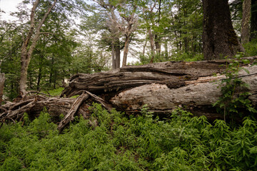 View of the forest in the hills with a beautiful light.	
