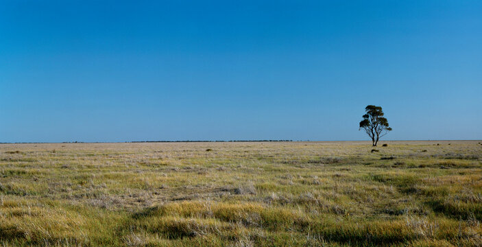 Lone Tree, Willandra National Park, New South Wales, Australia
