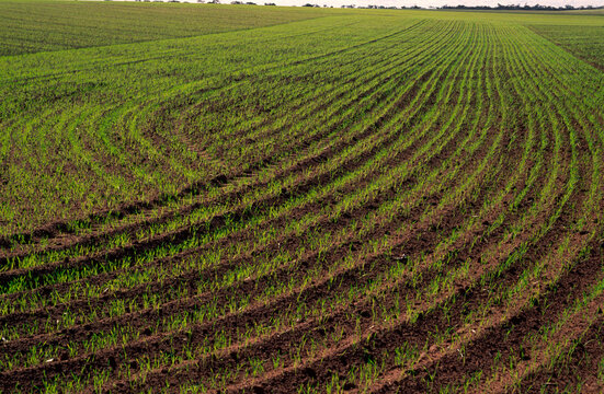 Wheat Crop Sprouting