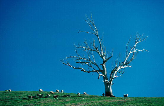 Lone Dead Tree on Green Hill with Blue Sky behind