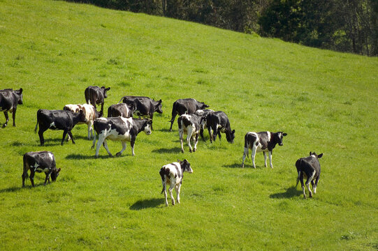 Dairy Cattle Grazing