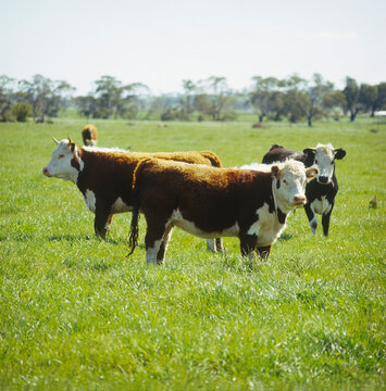 Hereford Heifers Grazing