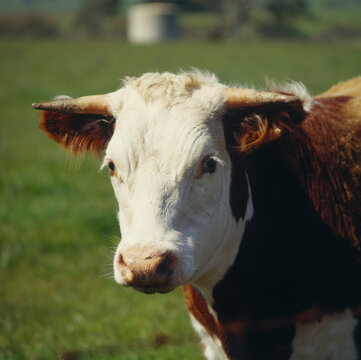 Portrait of Hereford Cow