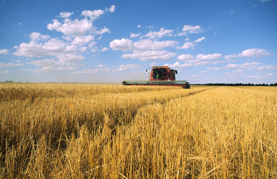 Wheat Harvesting, Australia