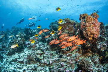 Fototapeta na wymiar Soldierfish and butterflyfish on the reef